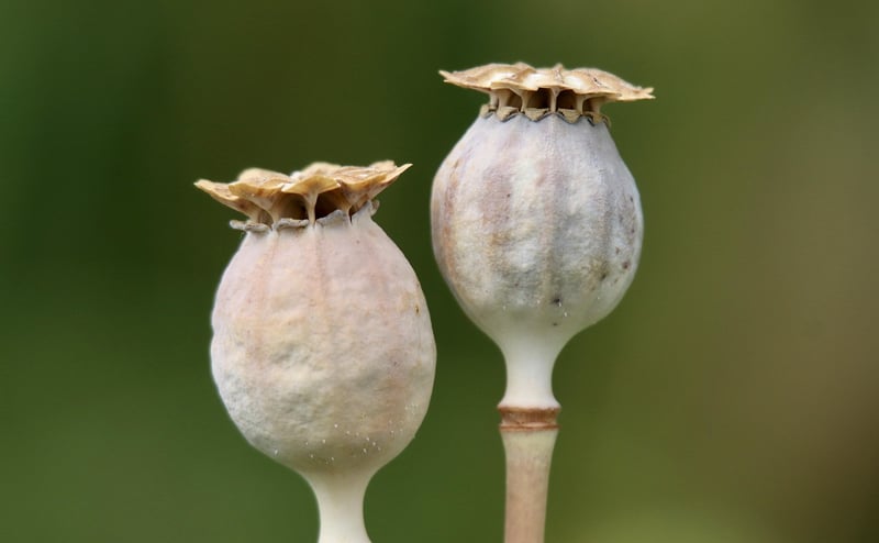 Fairytale Seeds